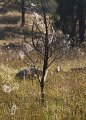 web tree